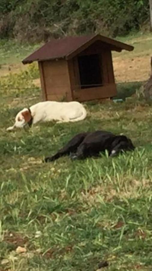 Farmhouse Cubani Bale Εξωτερικό φωτογραφία
